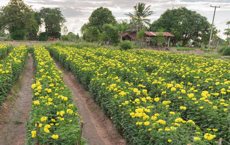 Critical freight Flowers Collections from Flower Growers